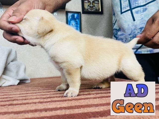 used Male and female labrador retriever puppy for sale 